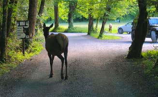 Melissa W.'s photo of camping with a horse at Cataloochee Campground — Great Smoky Mountains National Park near Cosby, TN