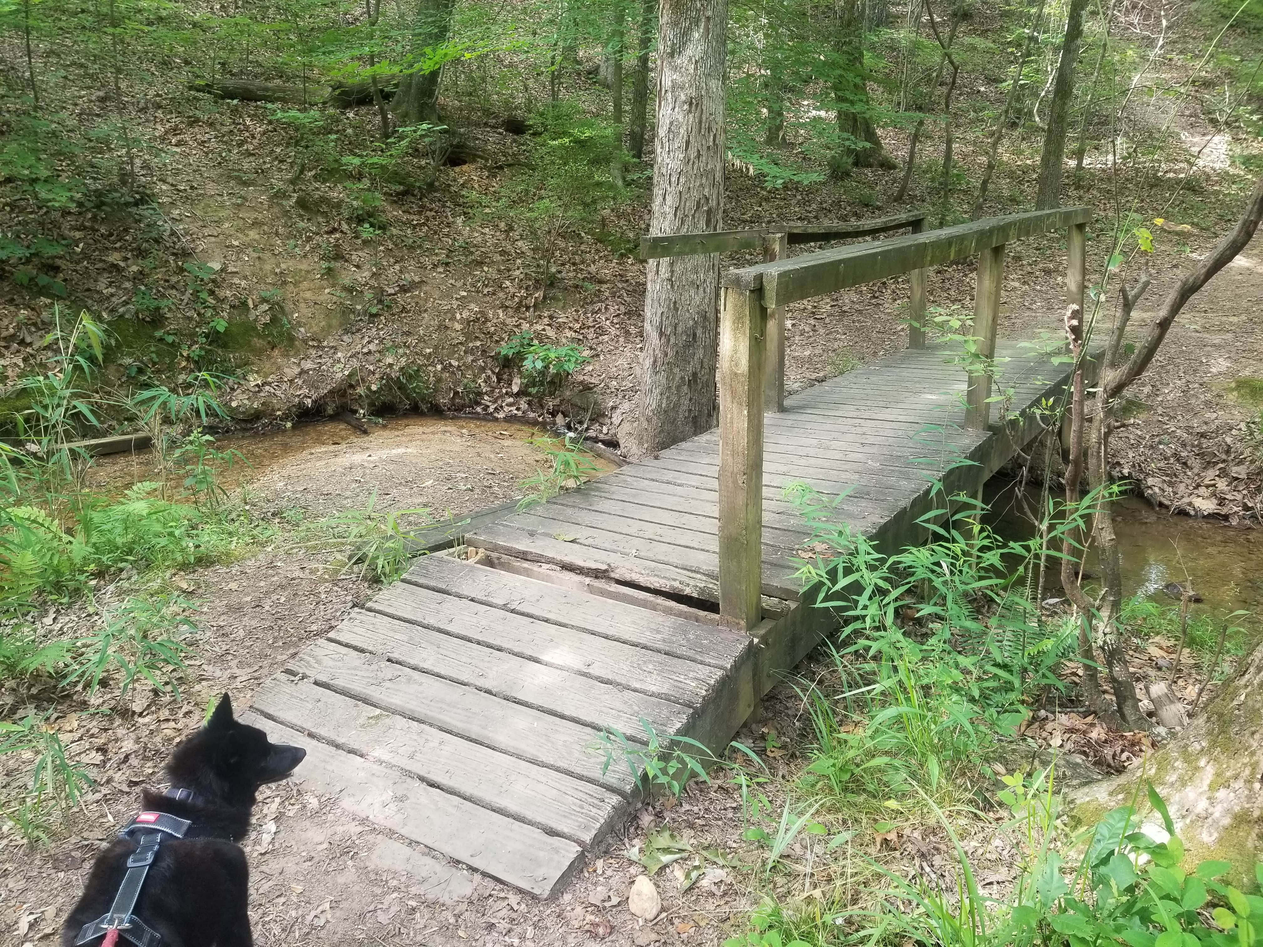 Lynn A.'s photo of camping with pets at Franklin D Roosevelt State Park Campground near Lanett, AL