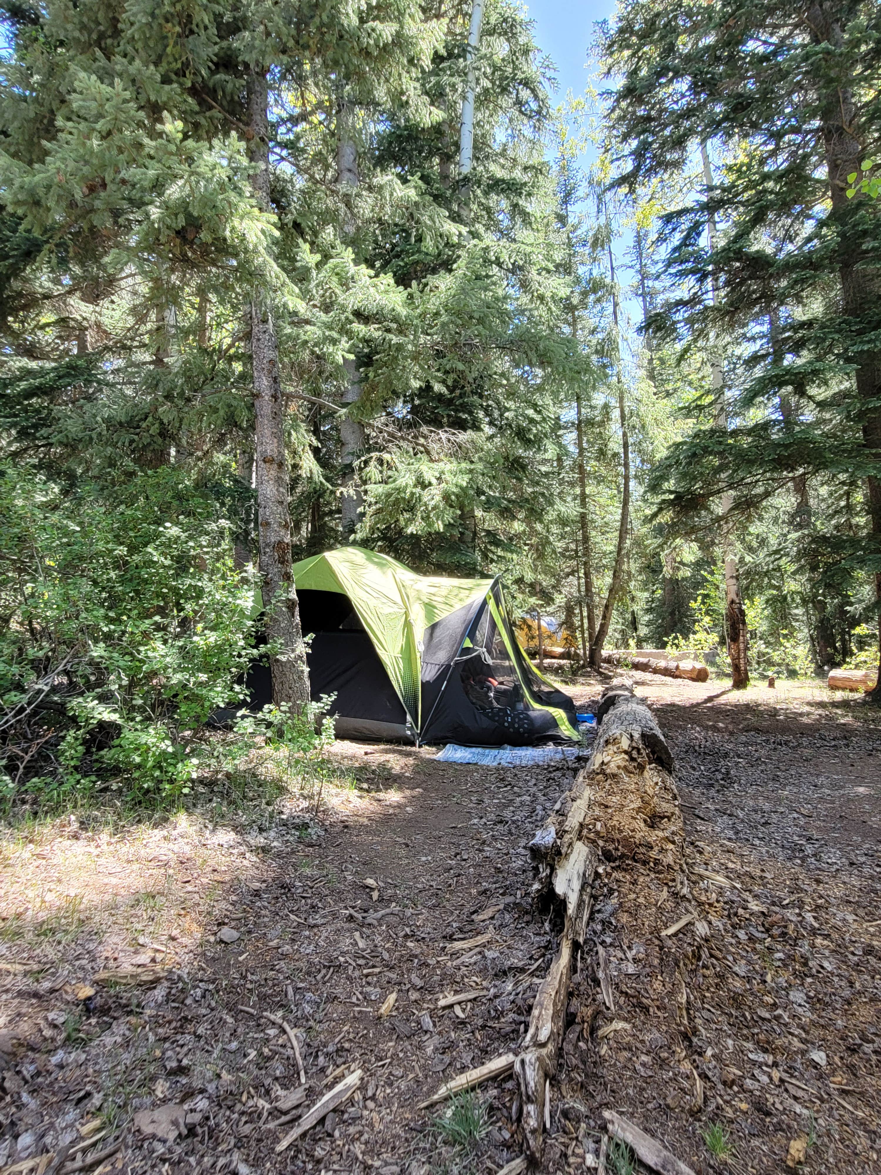 Taryn S.'s photo at Brook Char Campground near Blue, AZ