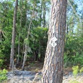 Review photo of Upper Hillsborough Preserve — Alston Tract by Elliott B., June 6, 2018