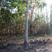 Review photo of Upper Hillsborough Preserve — Alston Tract by Elliott B., June 6, 2018