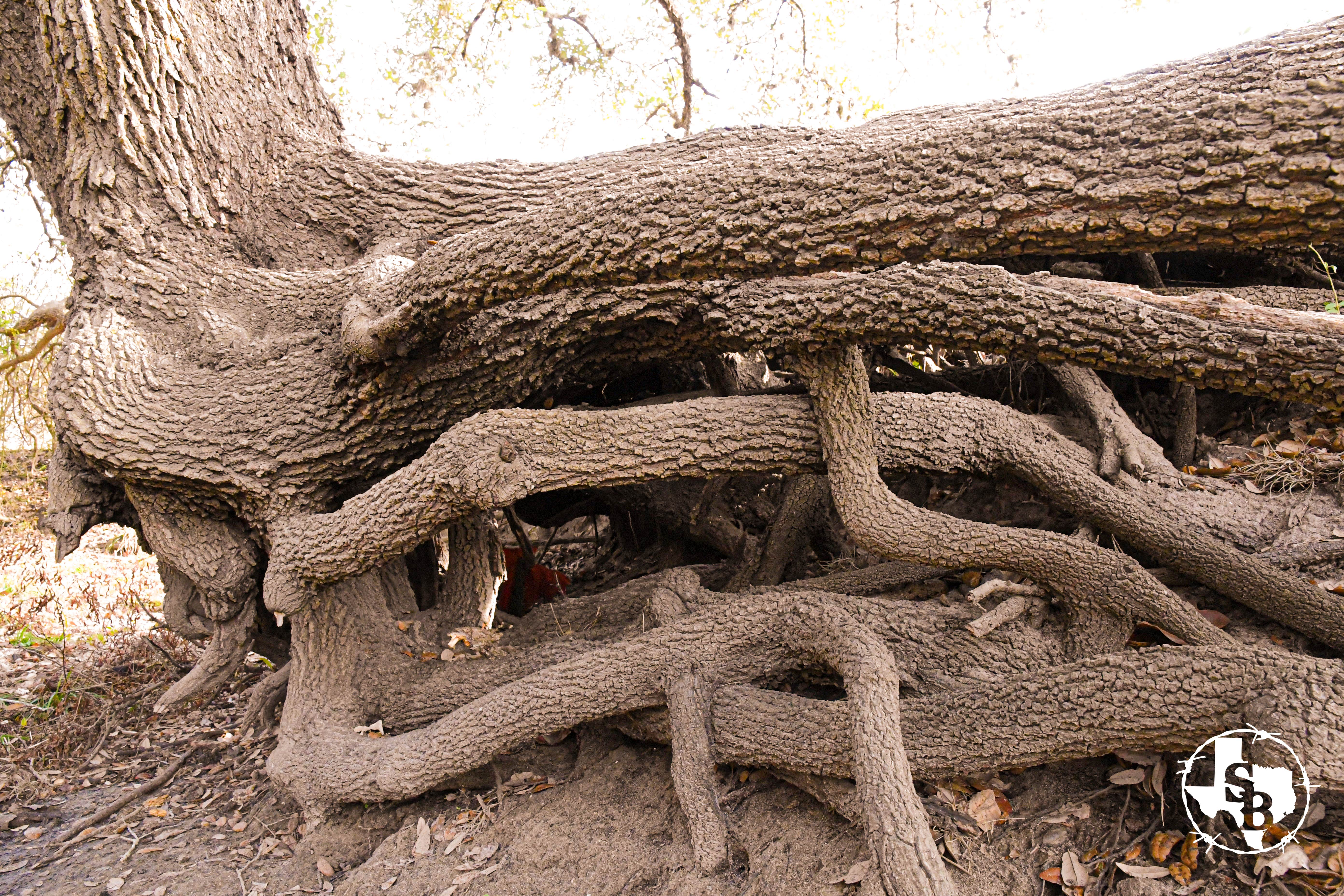 Camper-submitted photo at Southbound RV Park and Cabins near Edna, TX