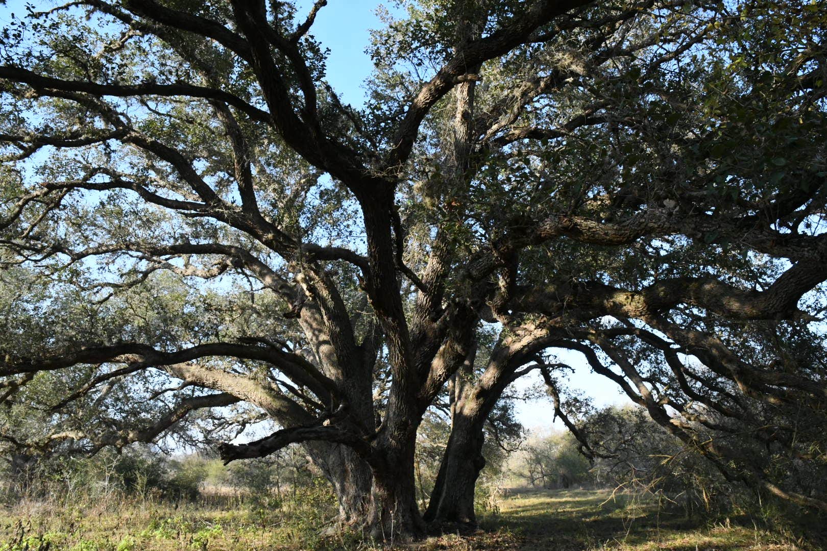 Camper-submitted photo at Southbound RV Park and Cabins near Edna, TX