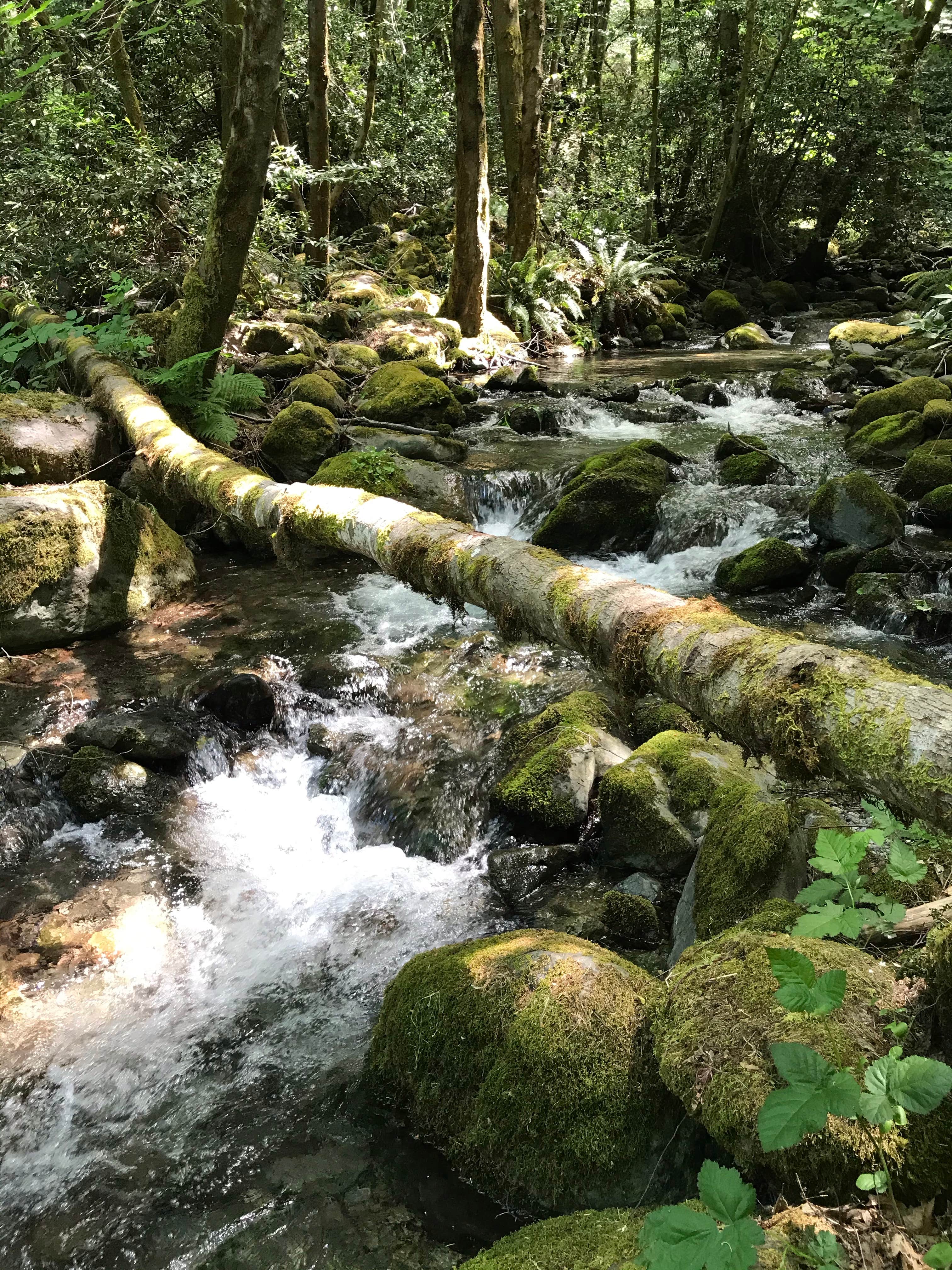 Camper-submitted photo at Pearch Creek Campground near Sawyers Bar, CA