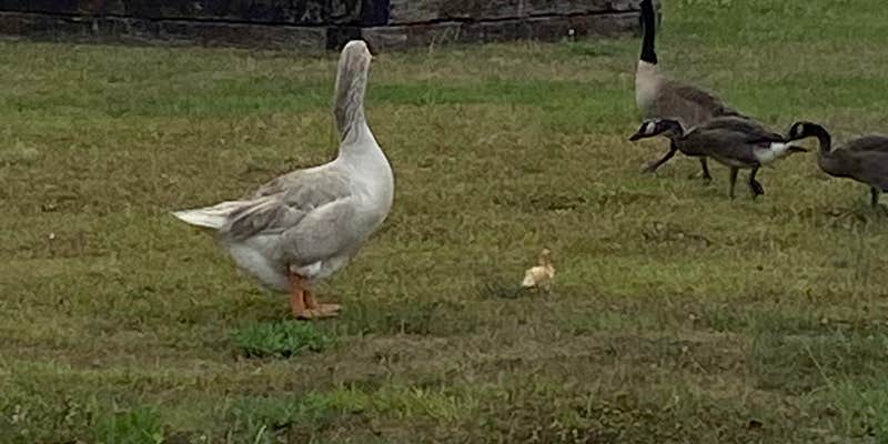 Camper submitted image from CarrollWoods RV Park at Grapefull Sisters Vineyard