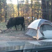 Review photo of Pumphouse Wash (FR 237) Dispersed Camping Area by Josiah C., June 3, 2021