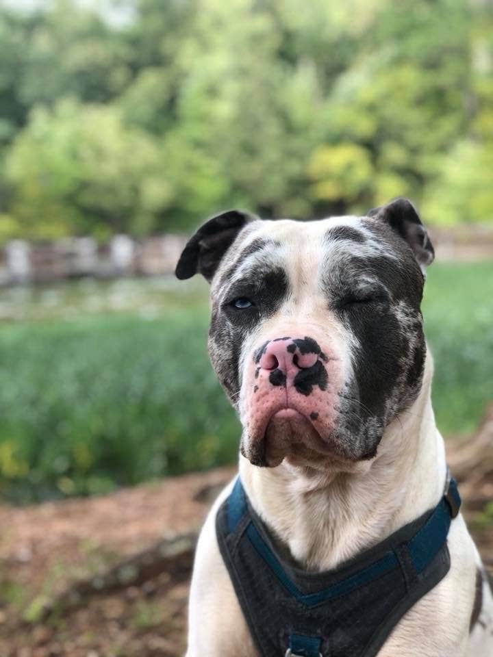 Wesley R.'s photo of camping with pets at Morrow Mountain State Park Campground near Badin, NC