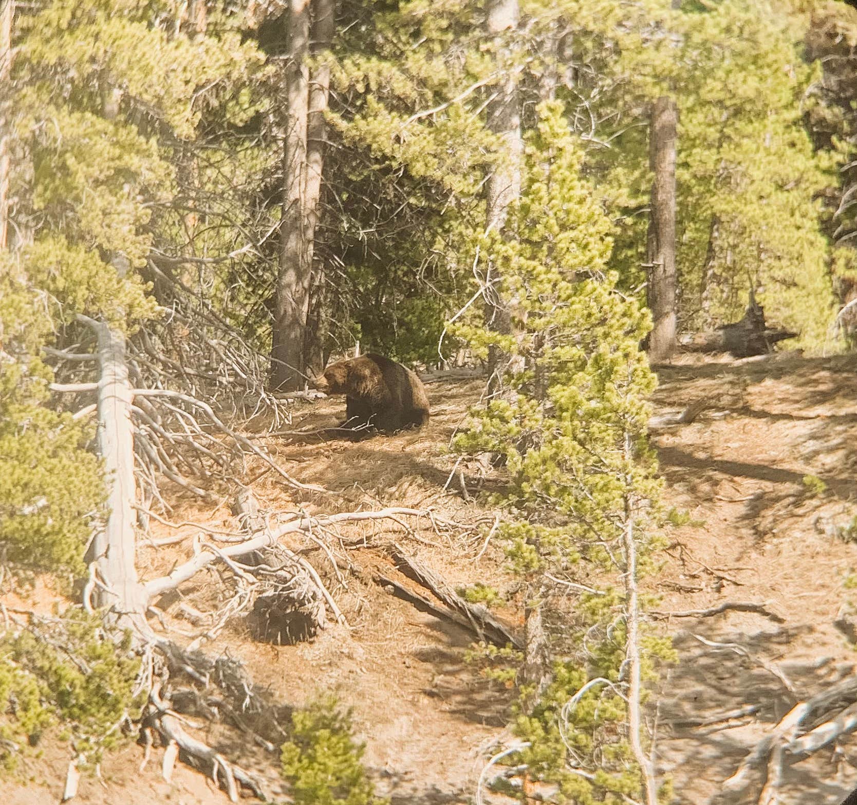 Camper-submitted photo at The Hibernation Station near West Yellowstone, MT