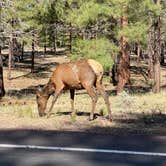 Review photo of Trailer Village RV Park — Grand Canyon National Park by Milagros B., June 3, 2021