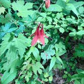 Review photo of Kettle Moraine South Camping — Kettle Moraine State Forest-Southern Unit by Bill M., June 3, 2021