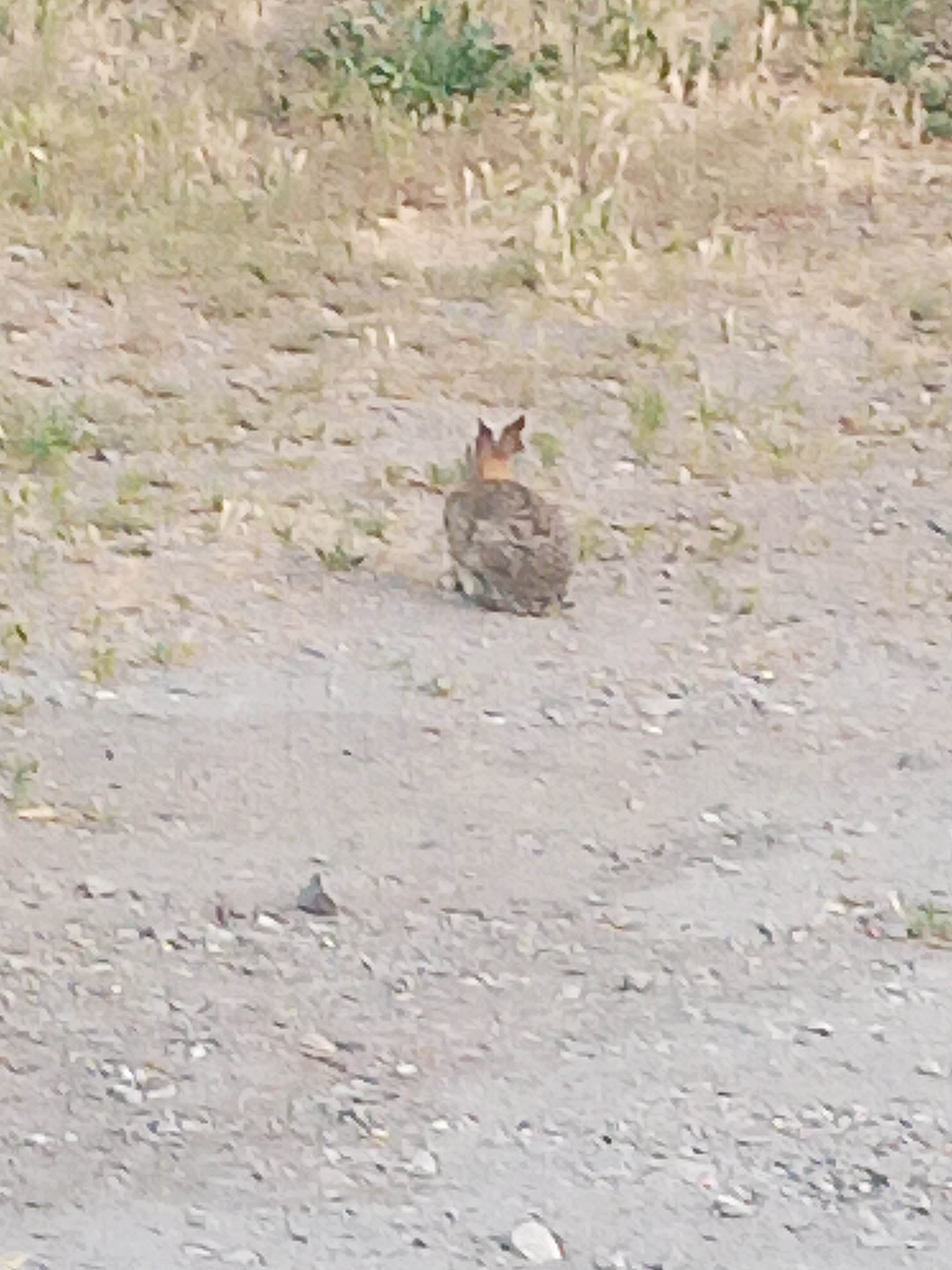 Sara H.'s photo of camping with pets at Prado Regional Park near Fontana, CA