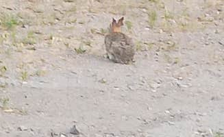 Sara H.'s photo of camping with pets at Prado Regional Park near Irvine, CA