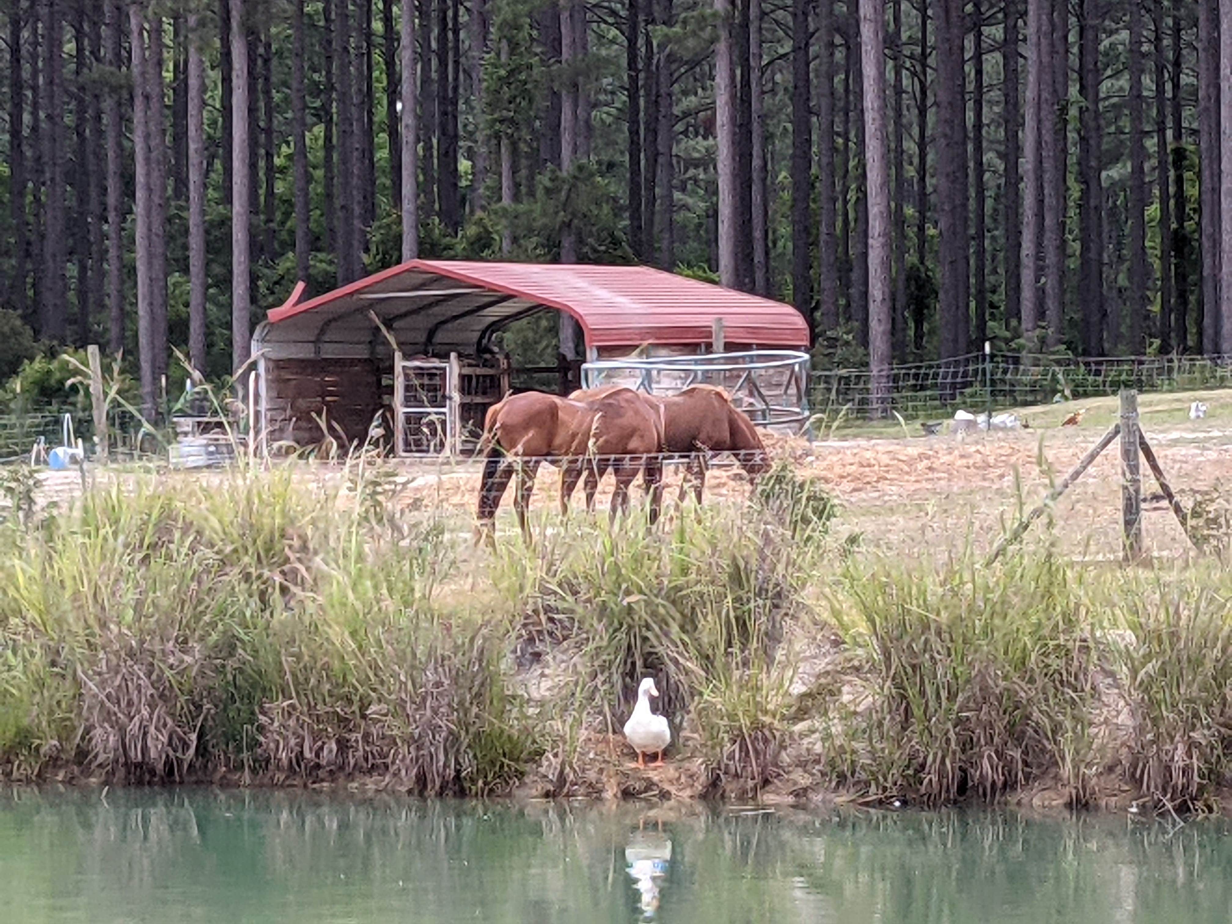 Camper submitted image from Camp South RV Park - 4