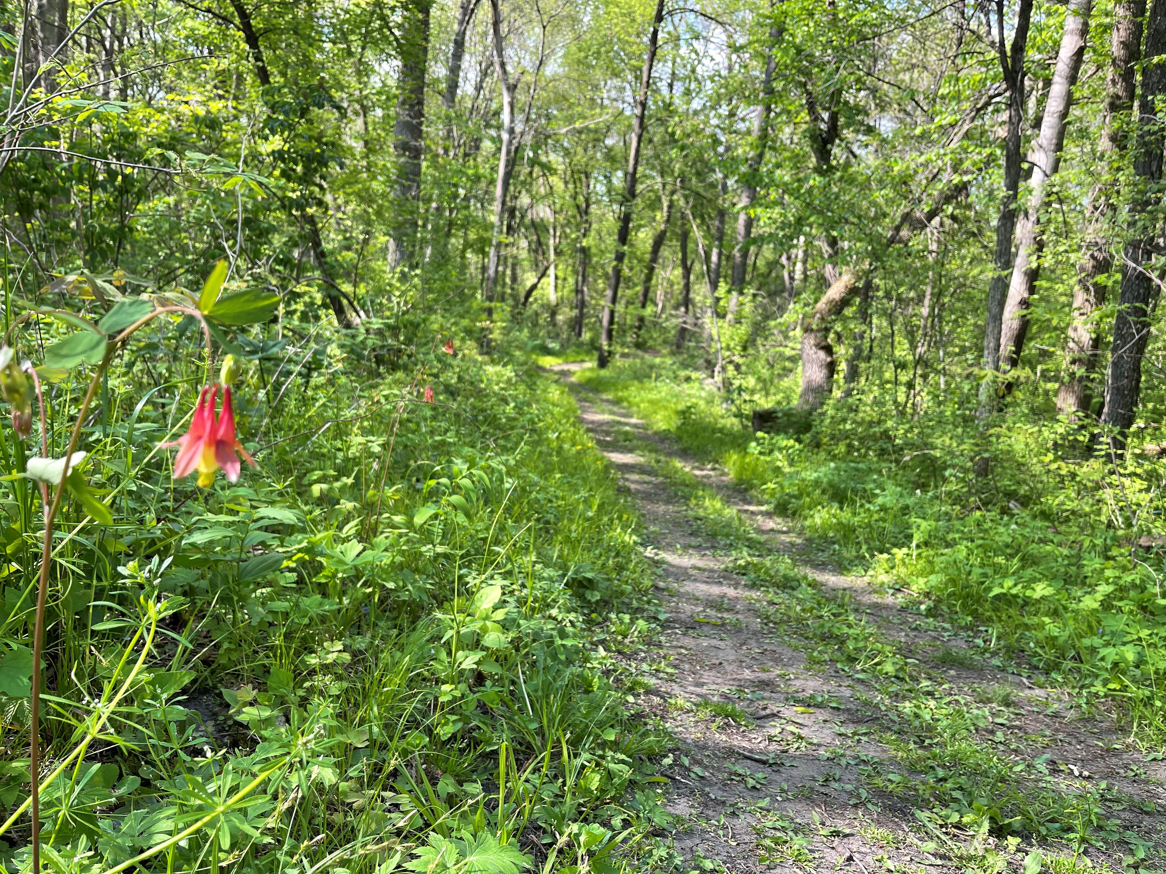 Camper submitted image from Sakatah Trail Campground - 1