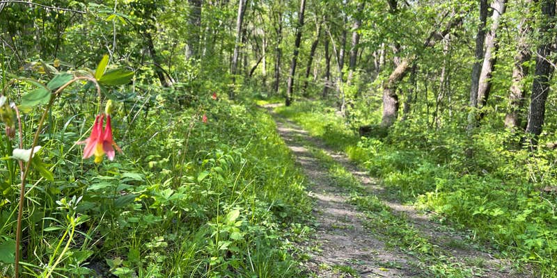 Camper submitted image from Sakatah Trail Campground
