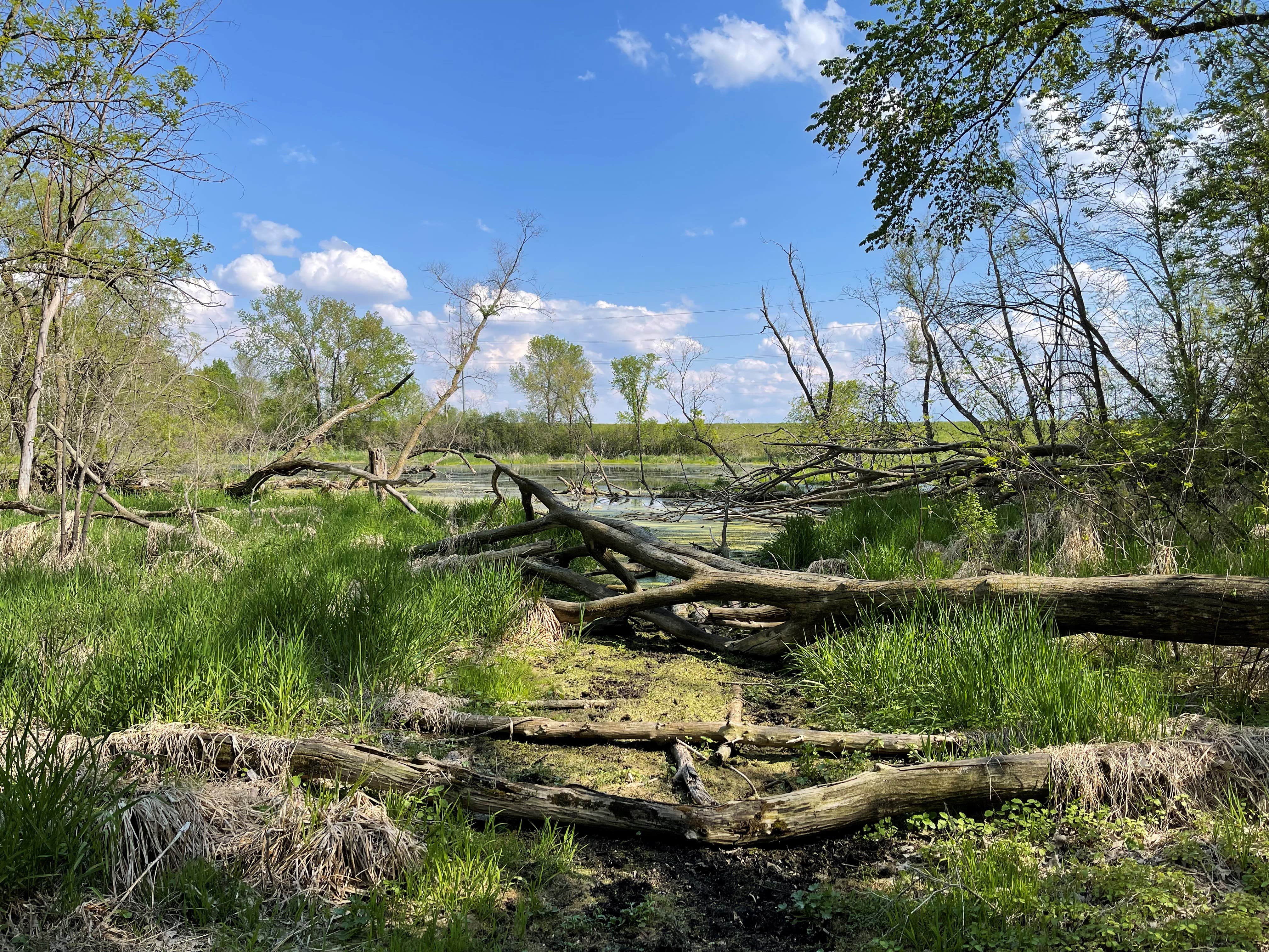 Camper submitted image from Sakatah Trail Campground - 4