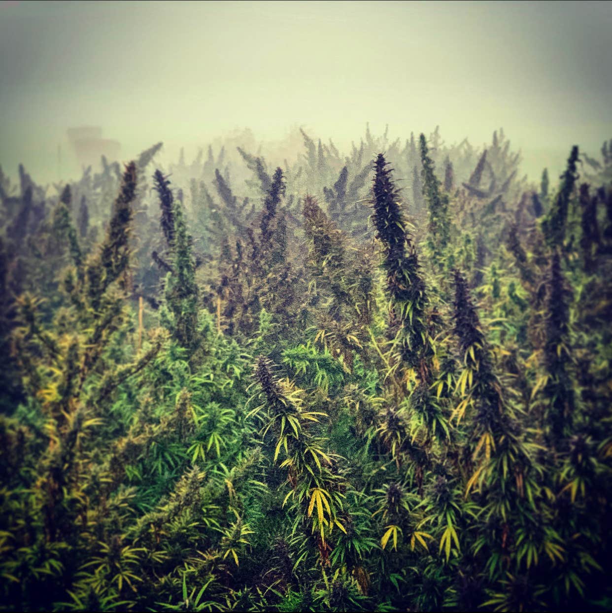 Camper-submitted photo at Laurel Highlands Hemp Cannabis Farm near Washington, PA