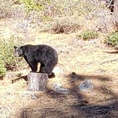 Review photo of Fallen Leaf Campground - South Lake Tahoe by Outdoordude D., June 4, 2021