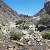 Review photo of Borrego Palm Canyon Campground — Anza-Borrego Desert State Park by Amelia F., June 4, 2021