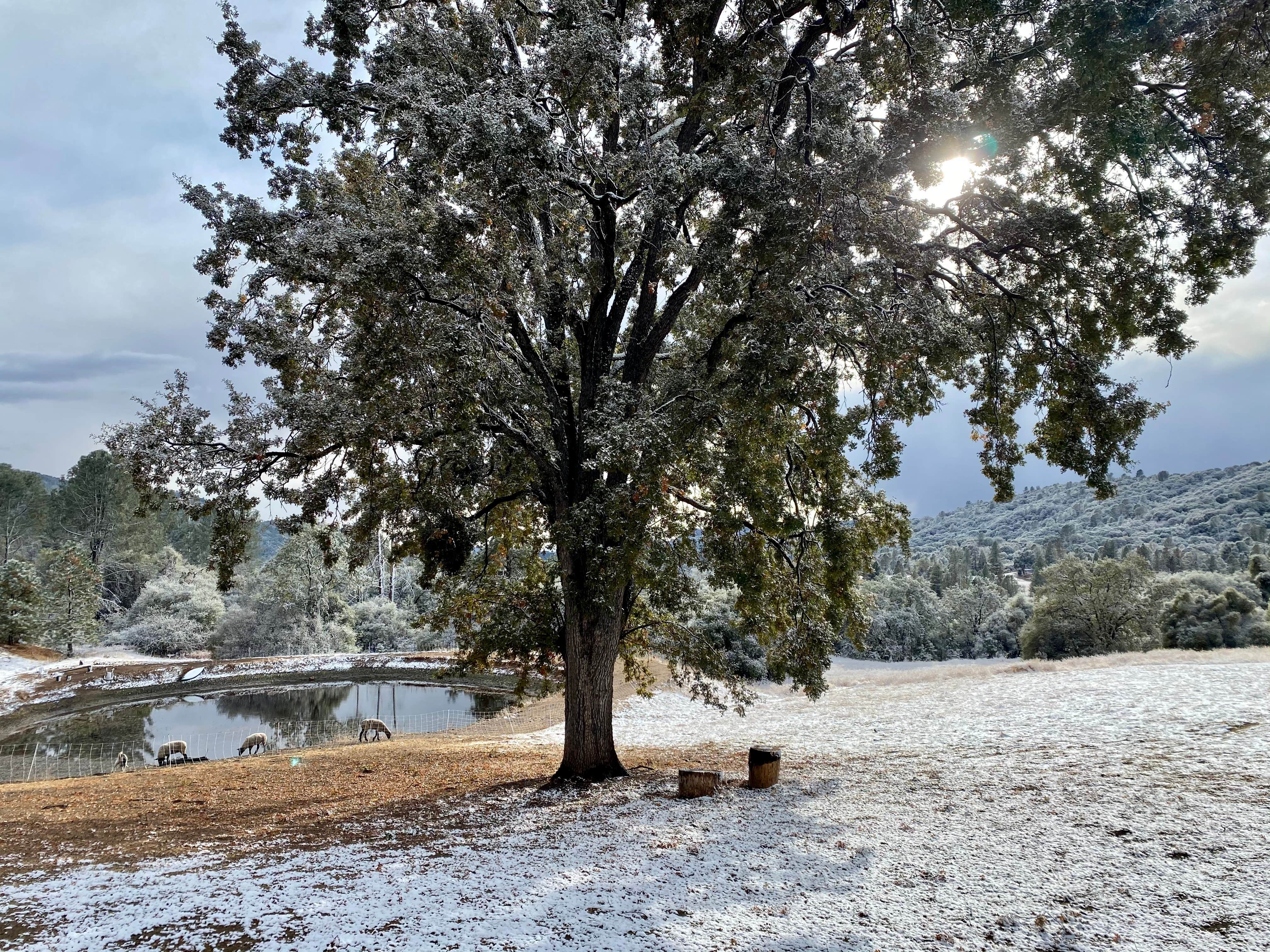 Camper-submitted photo at Shooting Star Sanctuary and Retreat near Yosemite National Forest near Wawona, CA