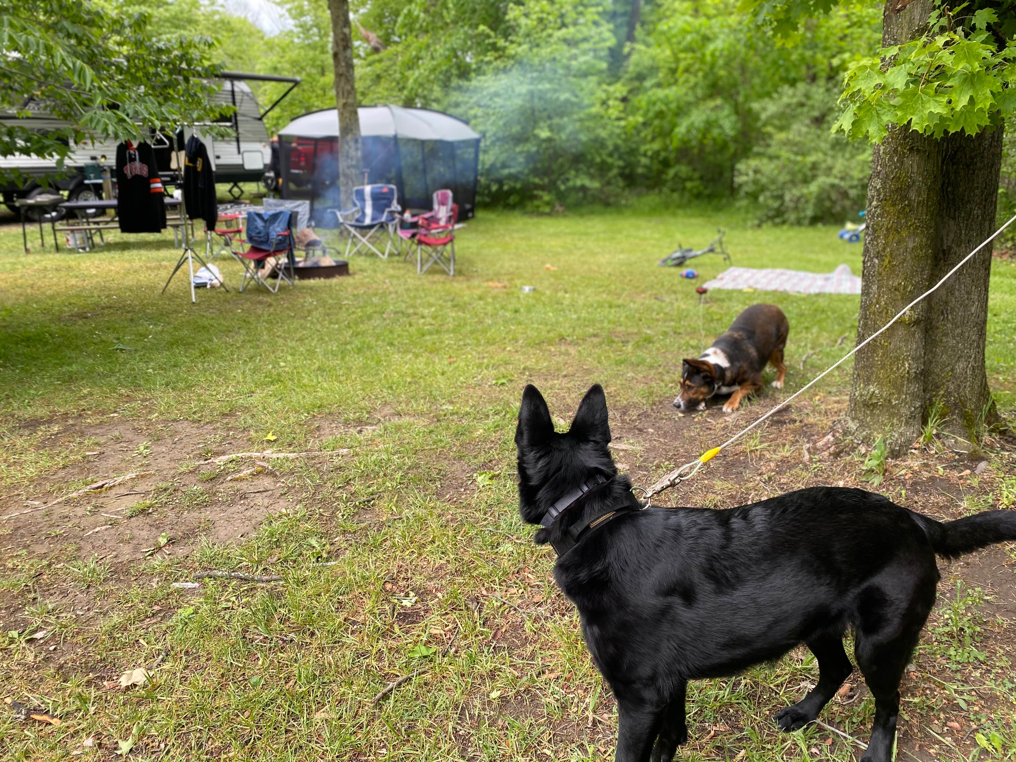 Dakota B.'s photo of camping with pets at Darien Lake Campground near Hilton, NY