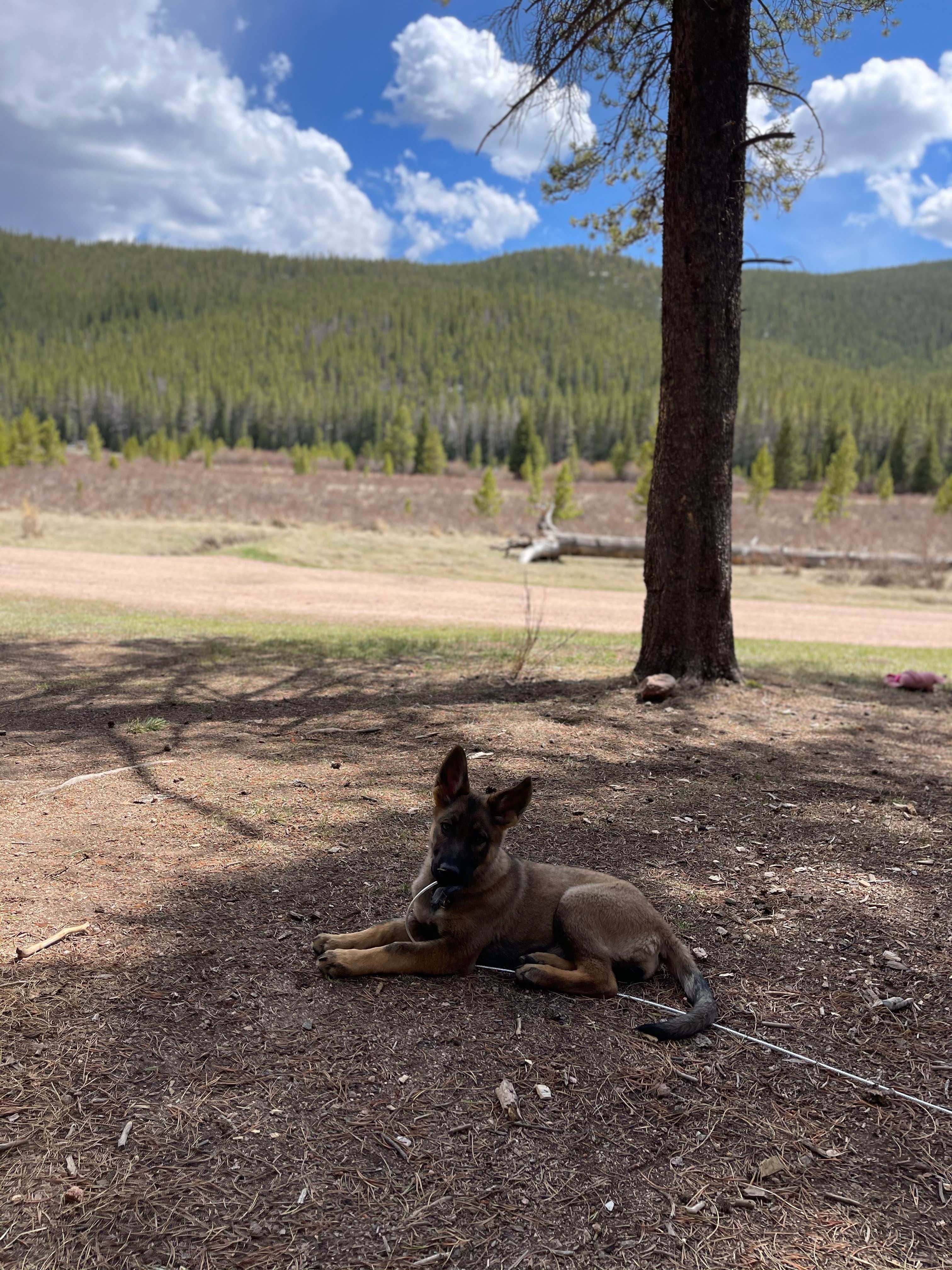 Kylie B.'s photo of camping with pets at Bruno Gulch Dispersed near Grant, CO