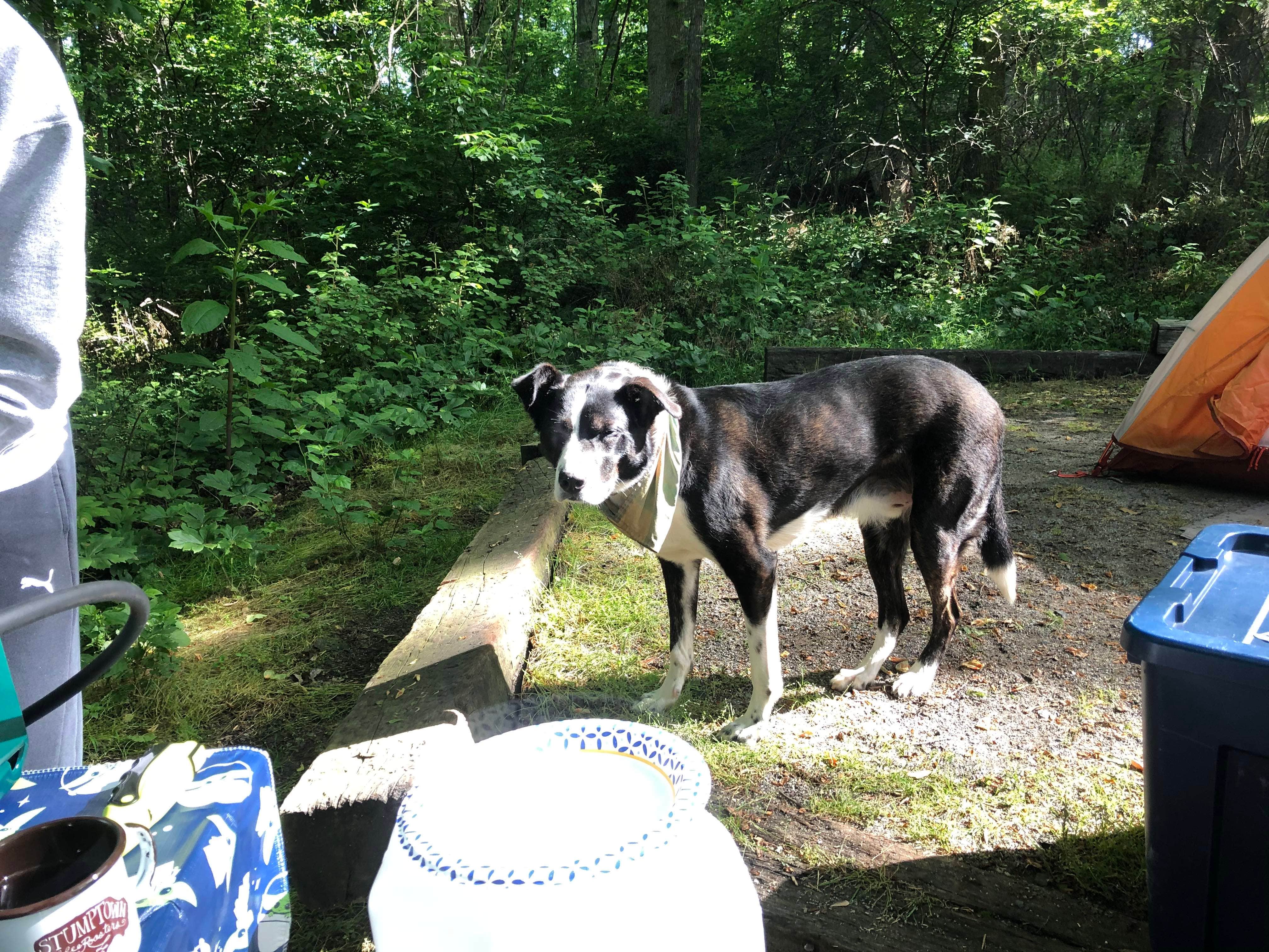 Jill G.'s photo of camping with pets at Campfire Lodgings near Asheville, NC