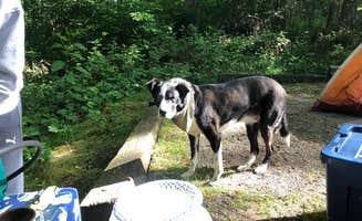 Jill G.'s photo of camping with pets at Campfire Lodgings near Swannanoa, NC