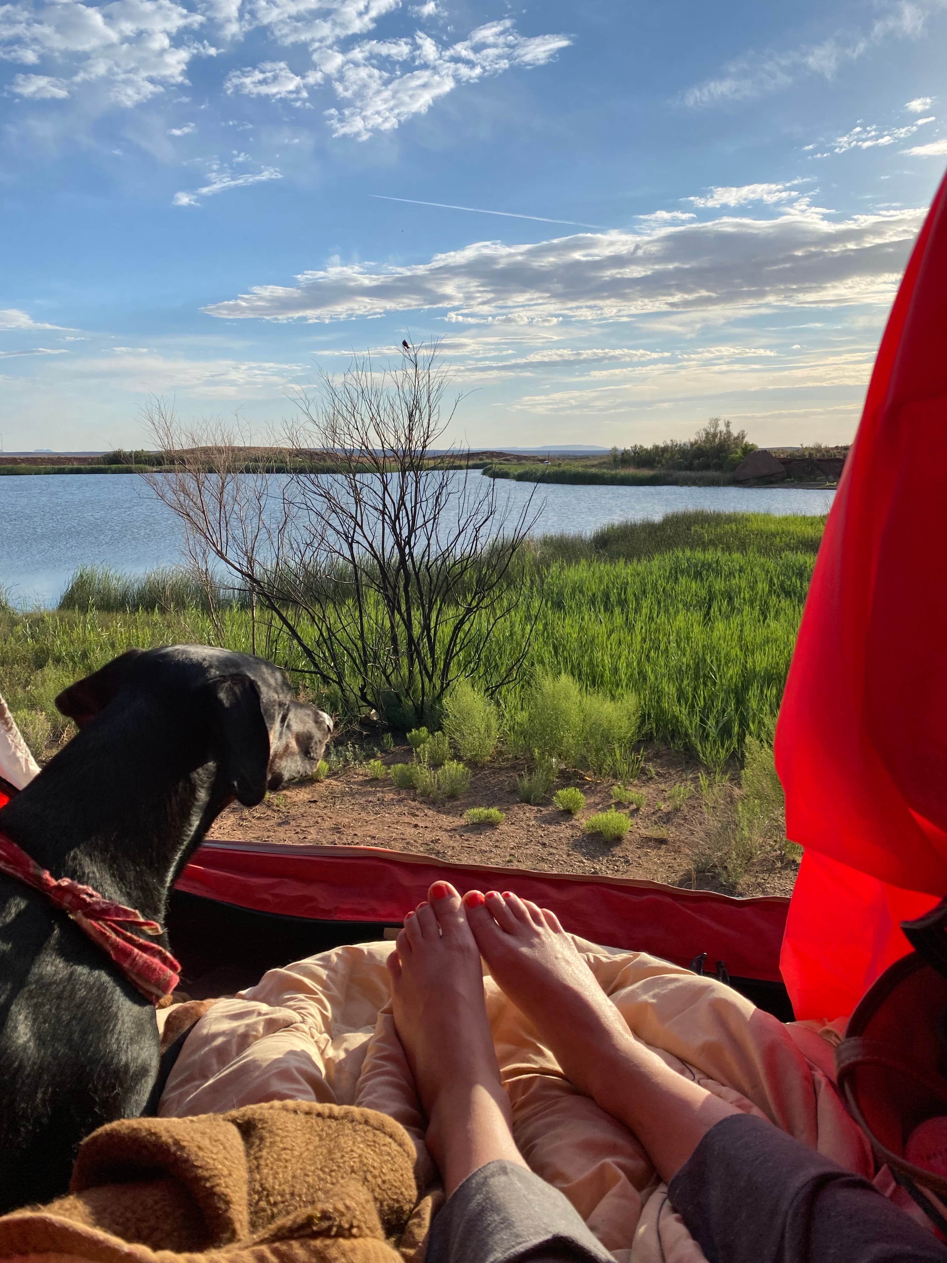 Raquel R.'s photo of camping with pets at McHood Park Campground near Petrified Forest Natl Park, AZ