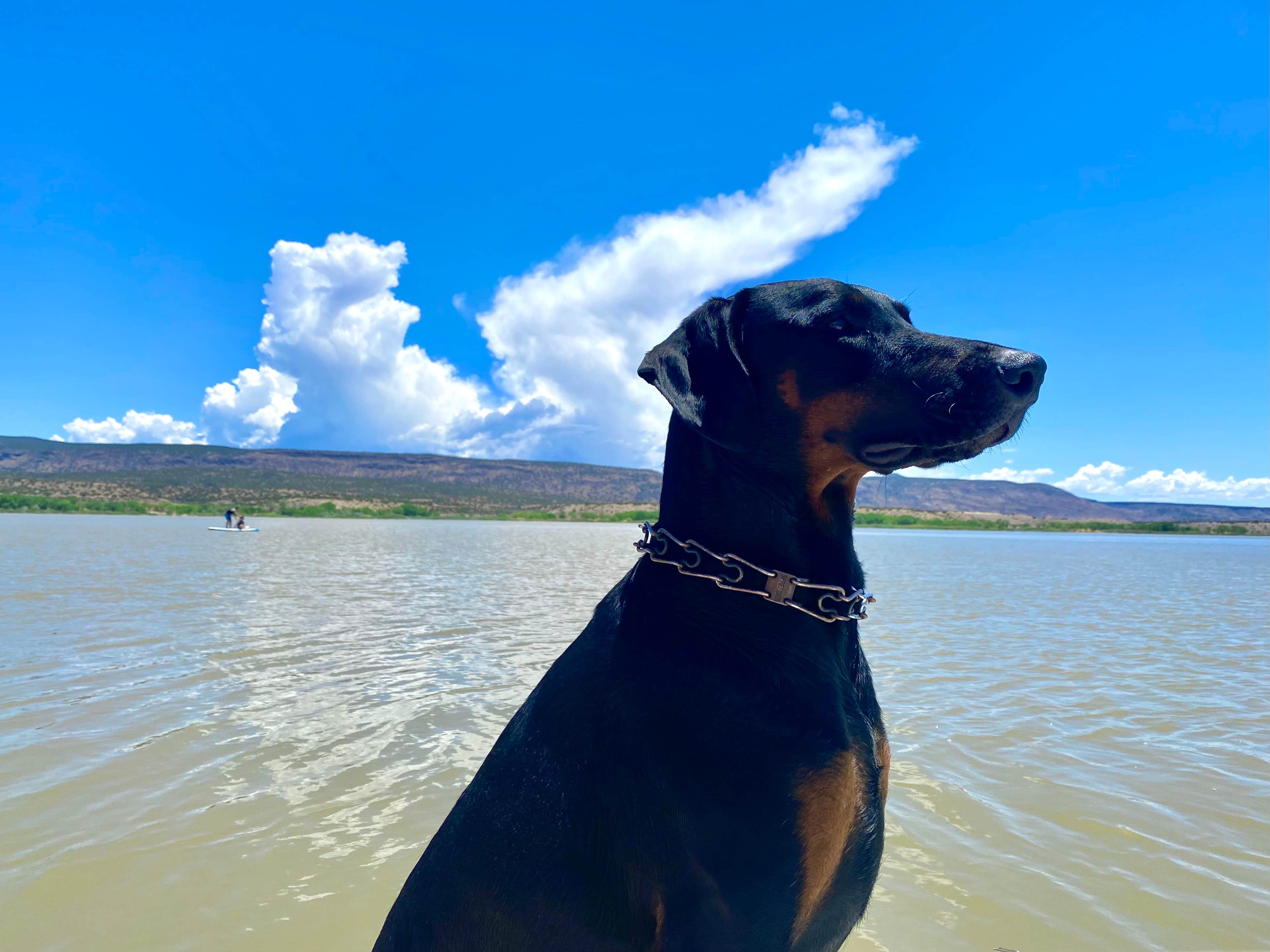 Raquel R.'s photo of camping with pets at Cochiti Recreation Area near Albuquerque, NM