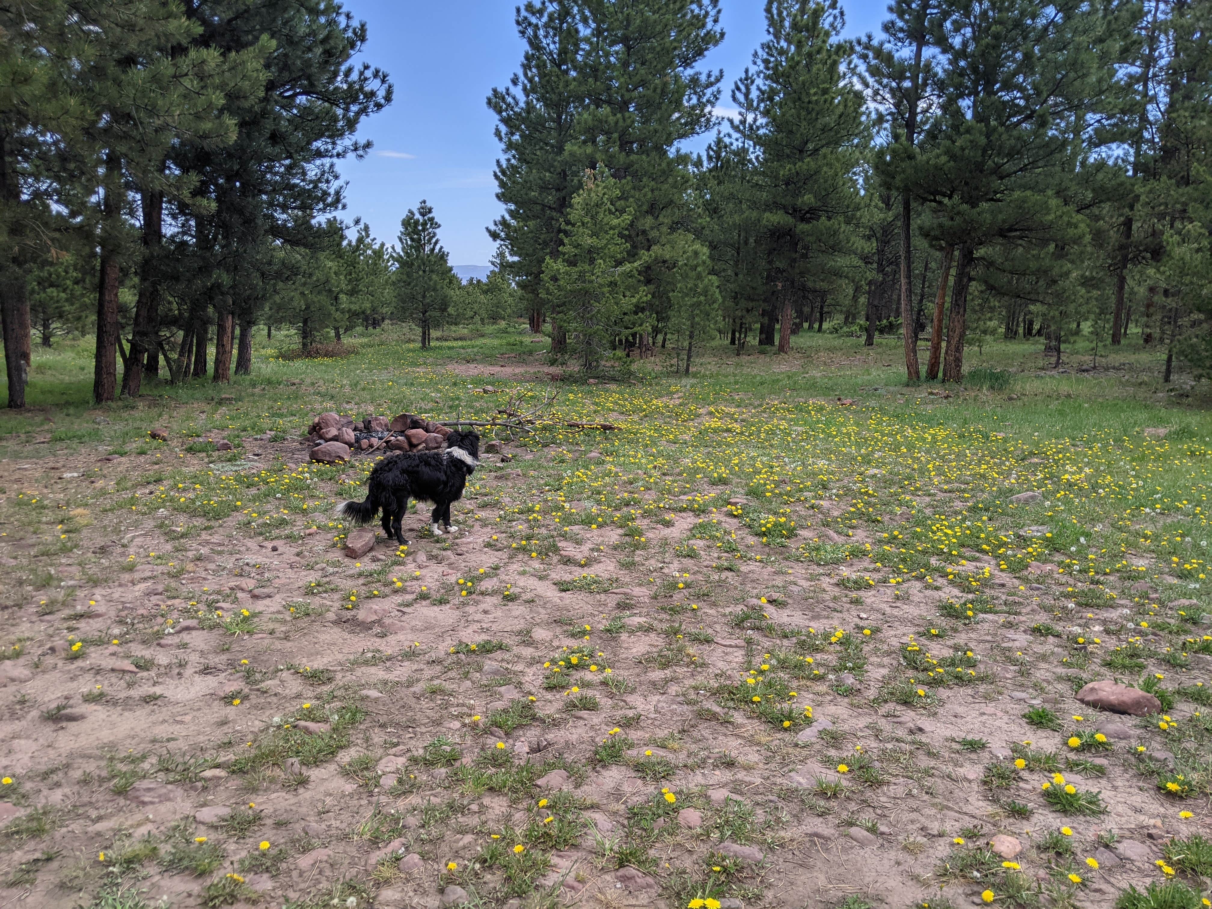 Greg L.'s photo of camping with pets at Utah Forest Road 13 Dispersed Camping near Ashley National Forest