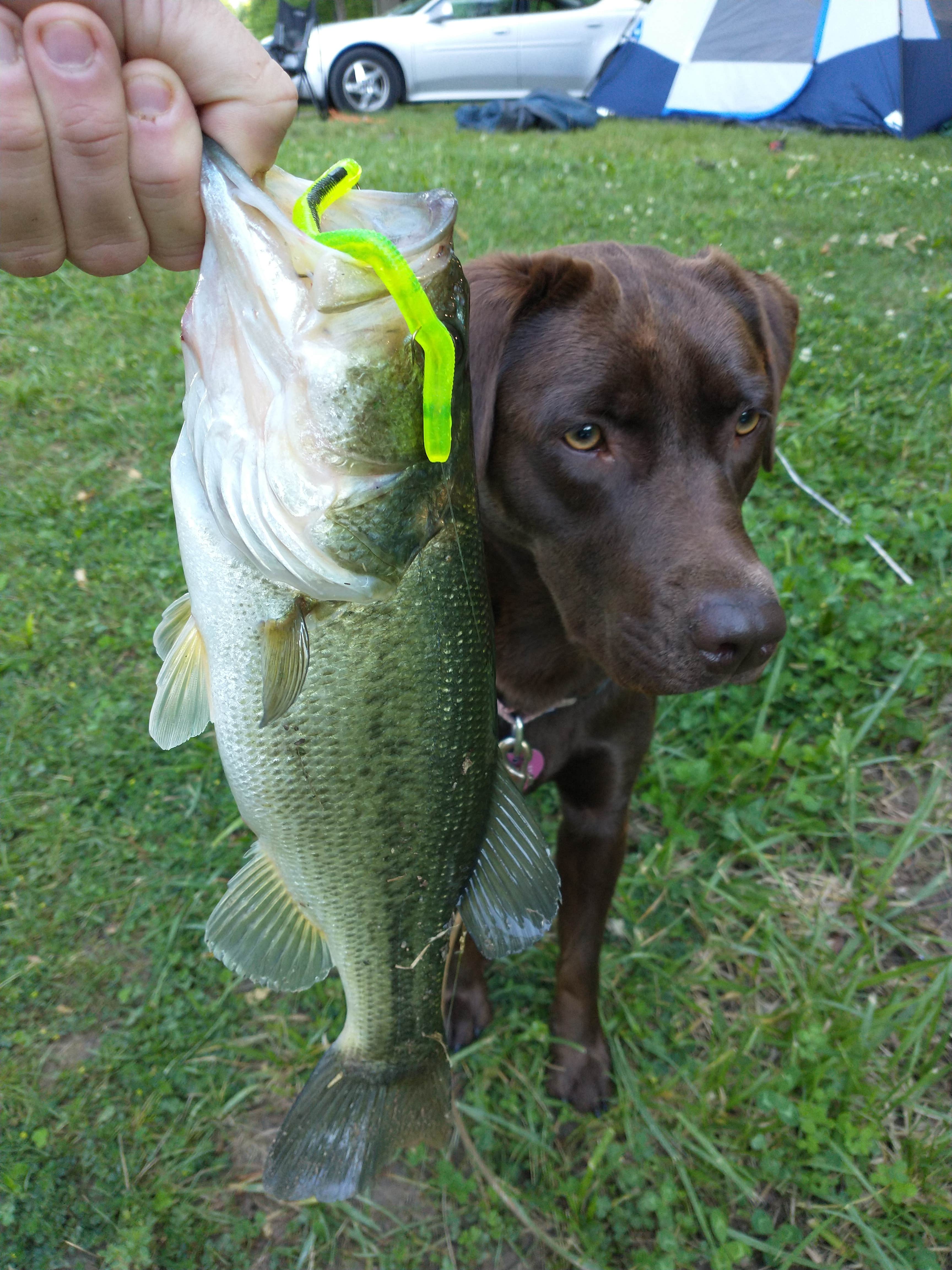 Camper-submitted photo at Camp Timber Lake near Columbia City, IN