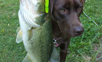 Andy K.'s photo of camping with pets at Camp Timber Lake near Ossian, IN
