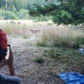 Review photo of Albee Creek Campground — Humboldt Redwoods State Park by Tony G., June 7, 2018