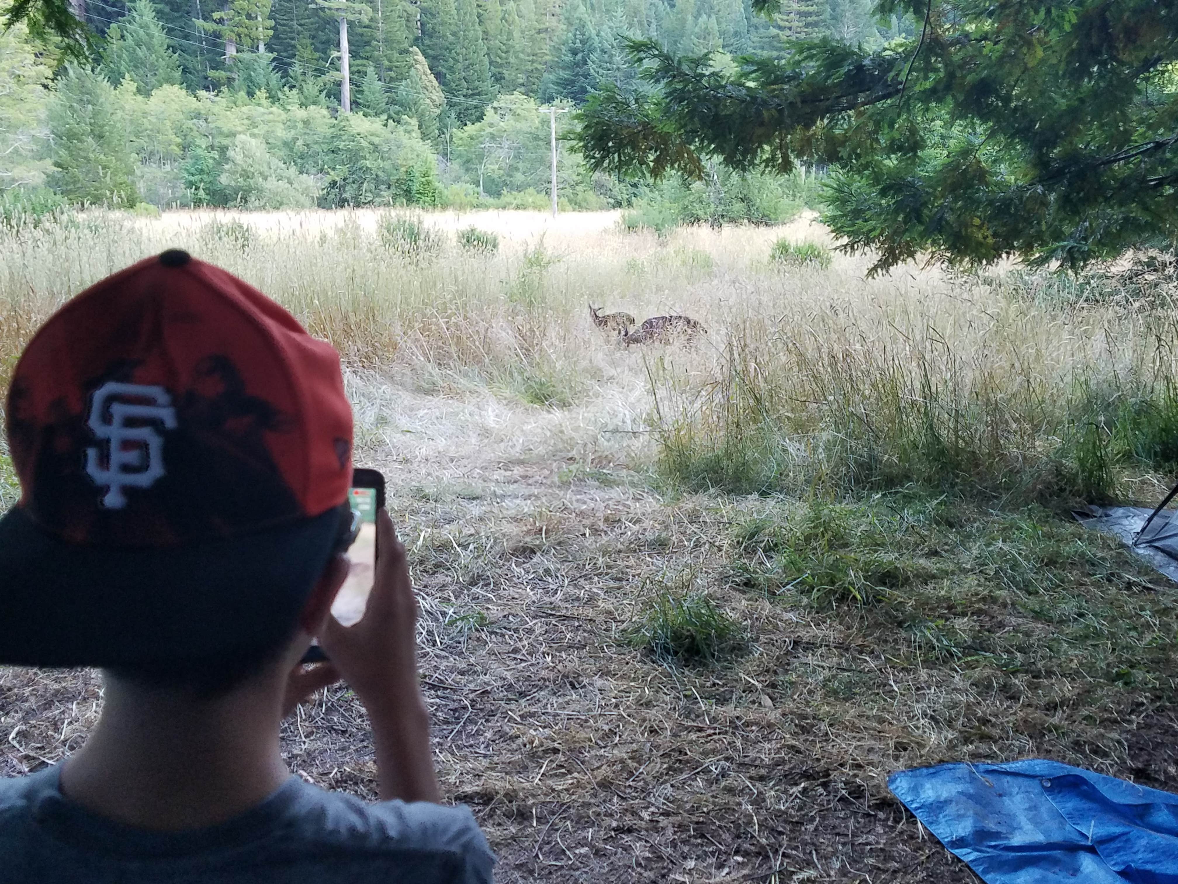 Camper submitted image from Albee Creek Campground — Humboldt Redwoods State Park - 5