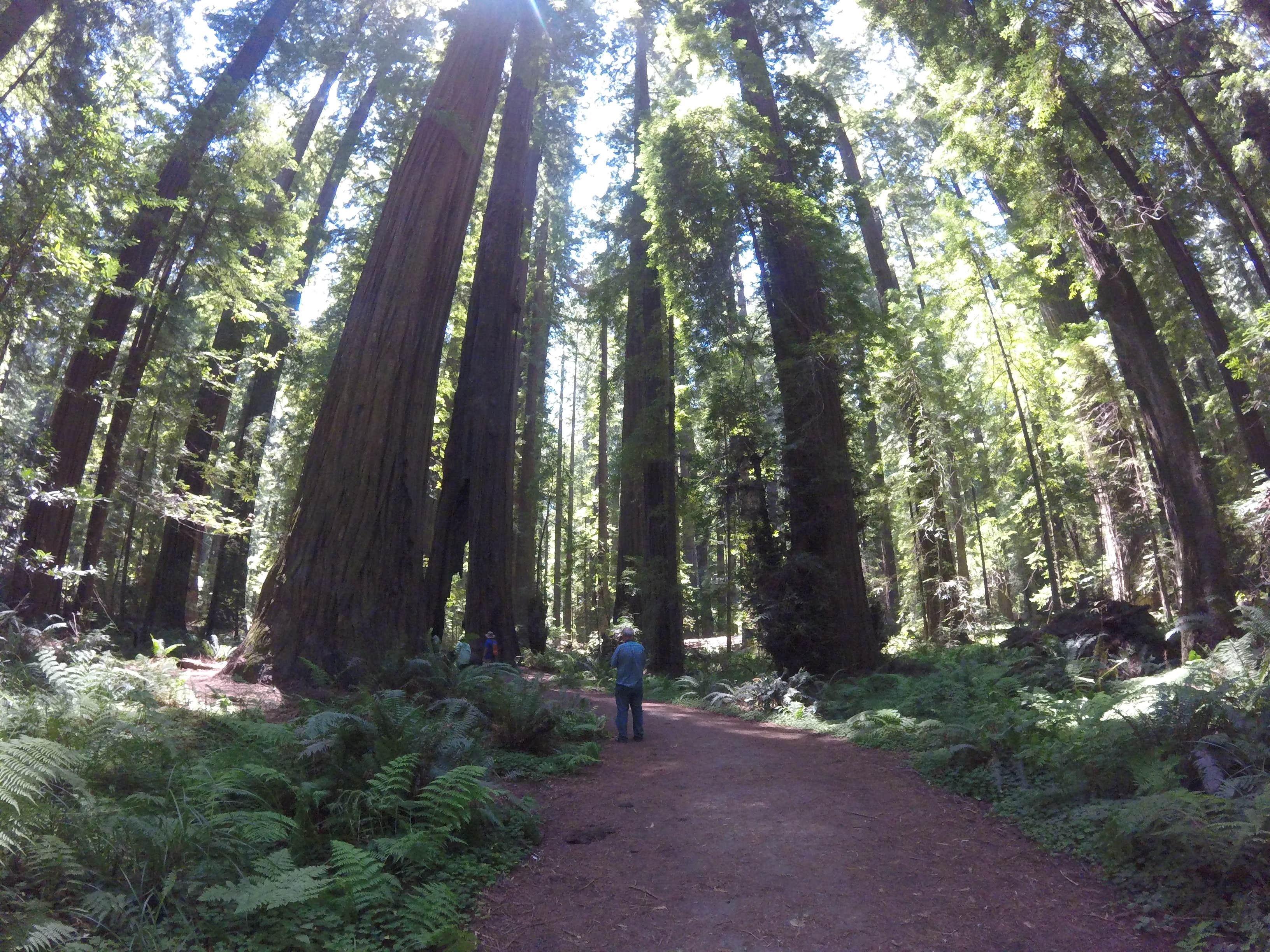 Camper submitted image from Albee Creek Campground — Humboldt Redwoods State Park - 2