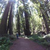 Review photo of Albee Creek Campground — Humboldt Redwoods State Park by Tony G., June 7, 2018