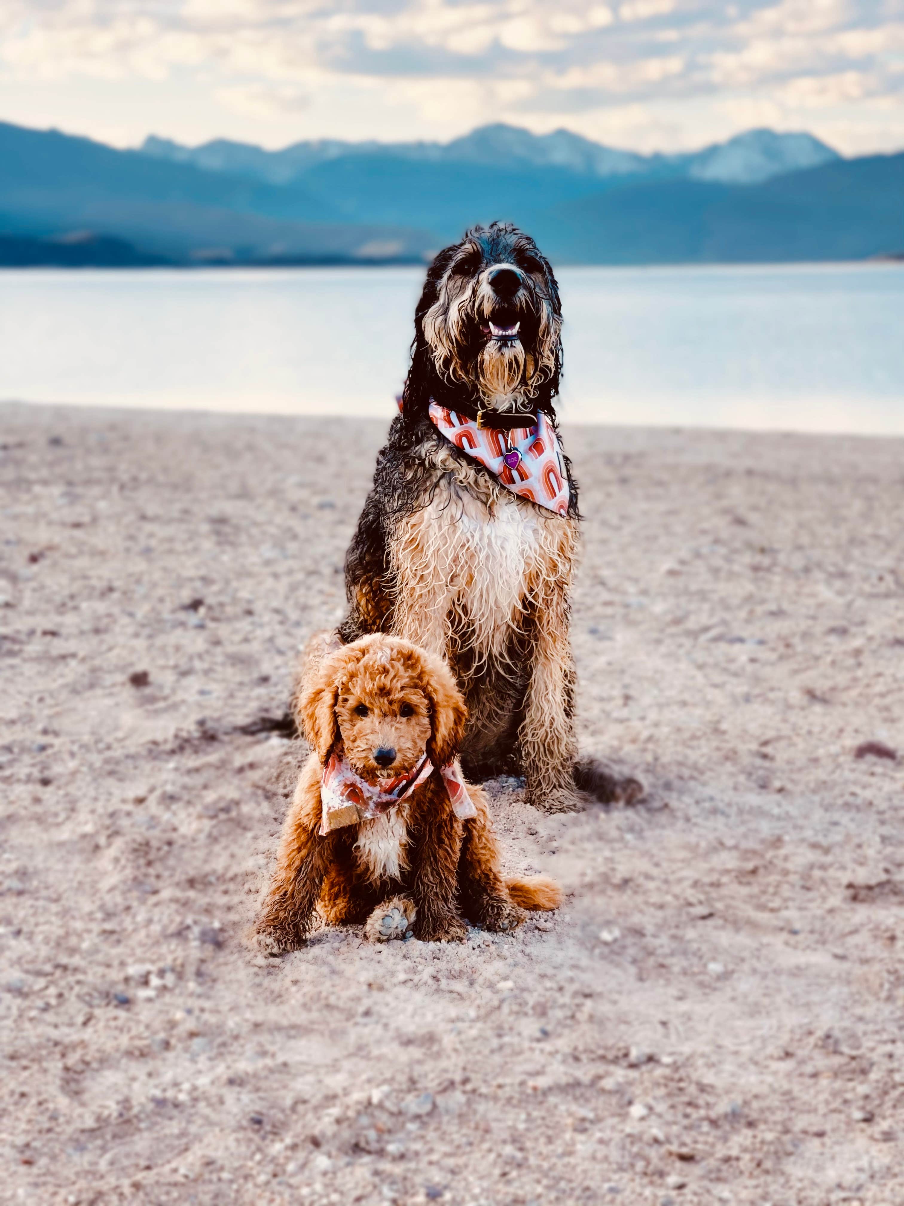 Kelsey C.'s photo of camping with pets at Stillwater (Colorado) near Grand Lake, CO