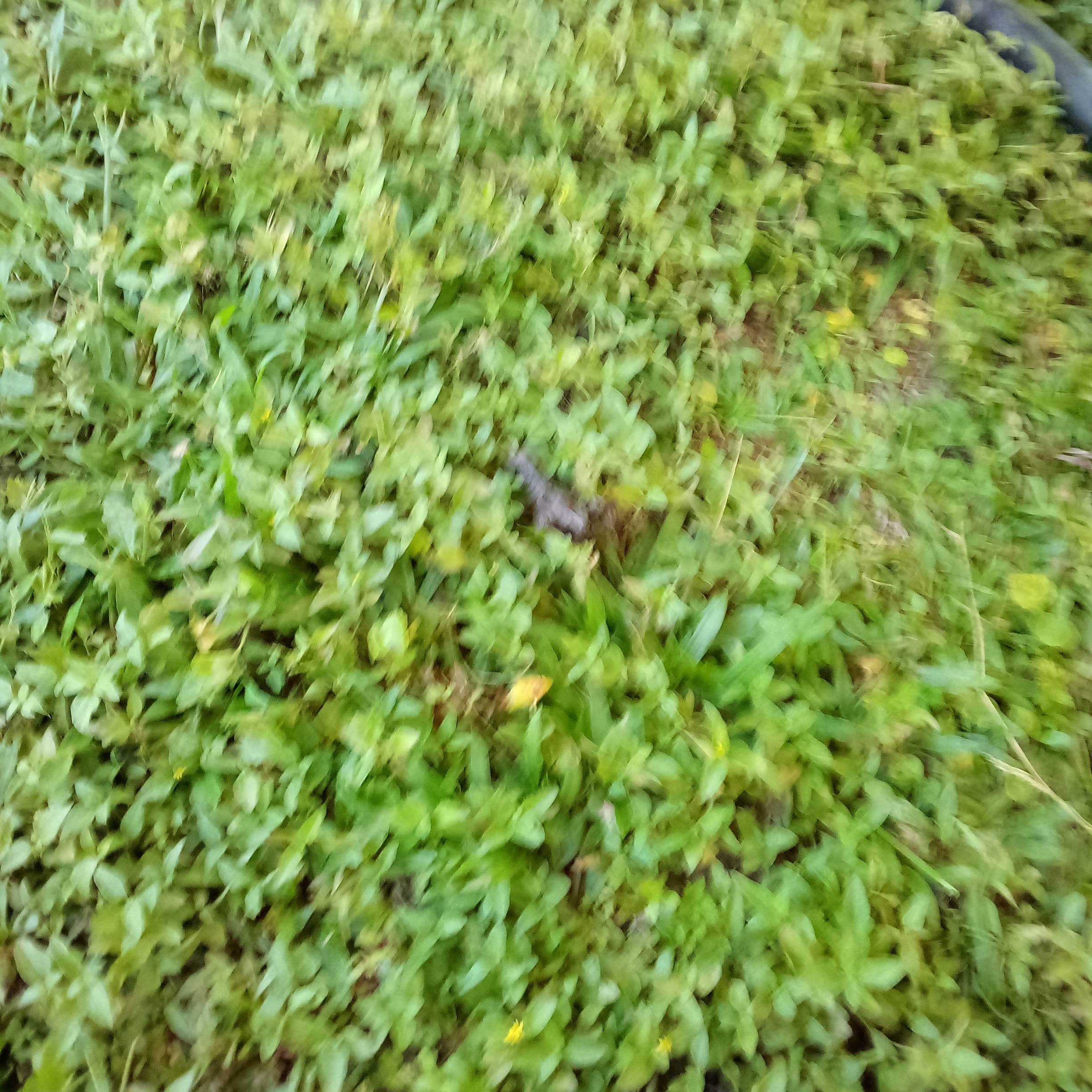 Camping near Grand Isle State Park Campground: St. Bernard State Park Campground, Belle Chasse, Louisiana