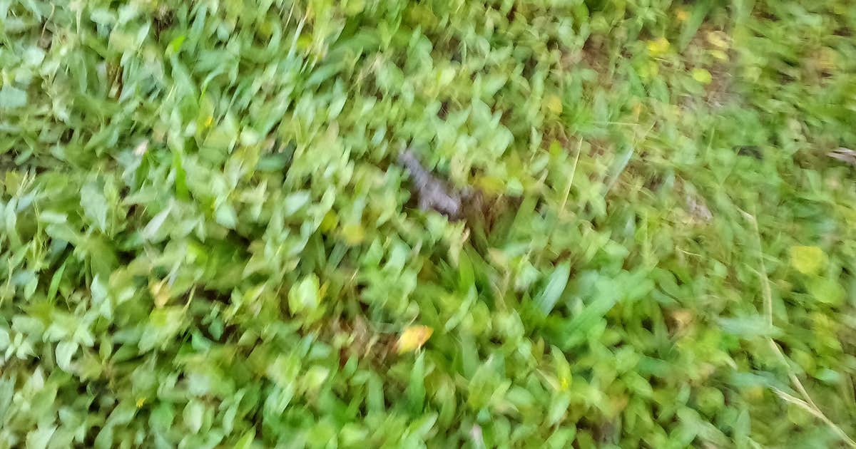 Louisiana photo 4