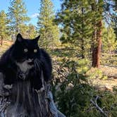 Review photo of Tom Best Spring Road FR117 Dispersed - Dixie National Forest by Cyndee F., June 6, 2021