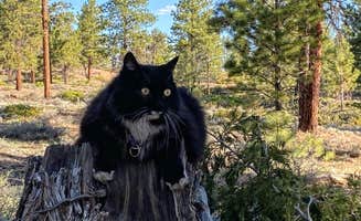 Cyndee F.'s photo of camping with pets at Tom Best Spring Road FR117 Dispersed - Dixie National Forest near Bryce Canyon National Park