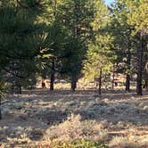 Review photo of Tom Best Spring Road FR117 Dispersed - Dixie National Forest by Cyndee F., June 6, 2021