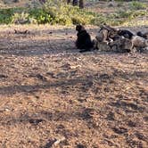 Review photo of Tom Best Spring Road FR117 Dispersed - Dixie National Forest by Cyndee F., June 6, 2021
