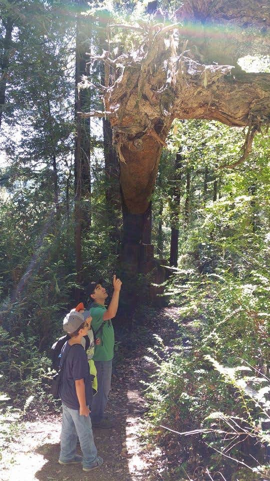Hidden Springs Campground — Humboldt Redwoods State Park Myers Flat, CA
