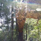 Review photo of Hidden Springs Campground — Humboldt Redwoods State Park by Tony G., June 7, 2018