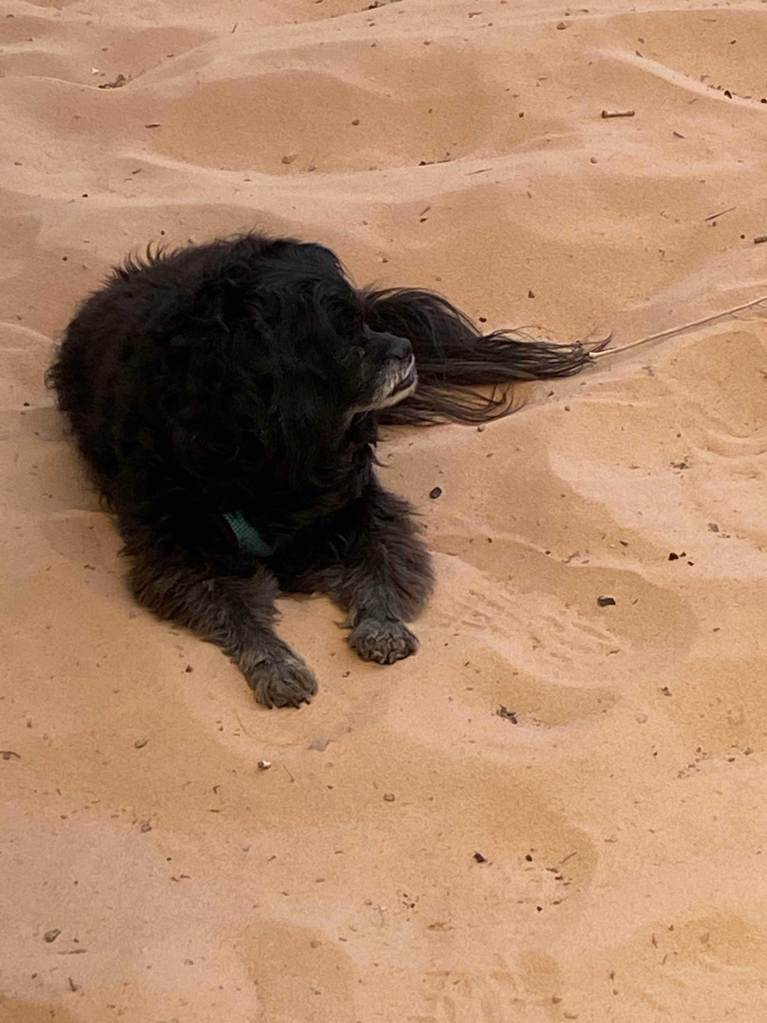 Cyndee F.'s photo of camping with pets at Twin Hollows Canyon near Kanab, UT