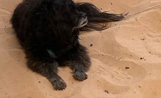 Cyndee F.'s photo of camping with pets at Twin Hollows Canyon near Kanab, UT