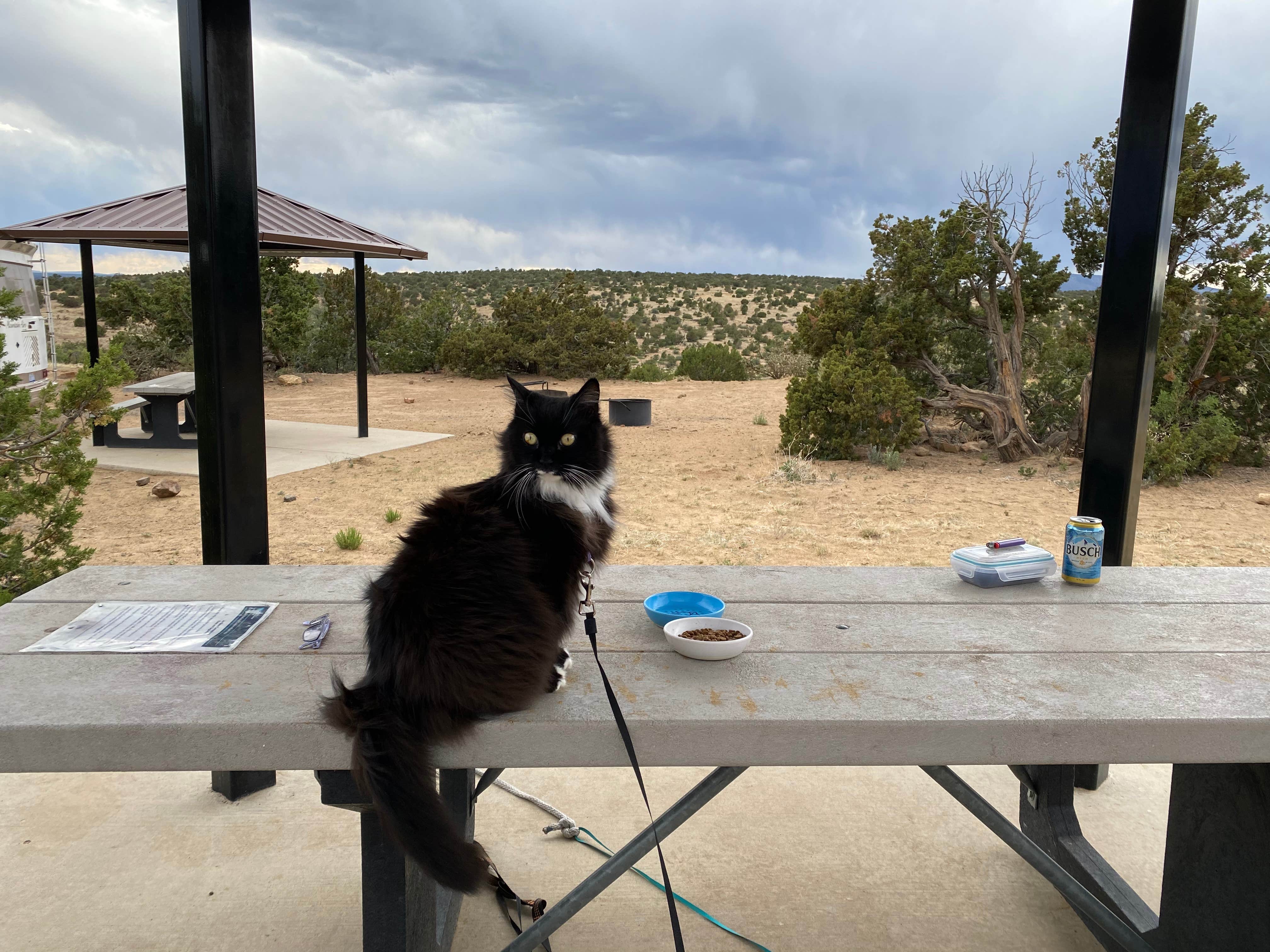 Cyndee F.'s photo of camping with pets at Joe Skeen Campground near Ramah, NM