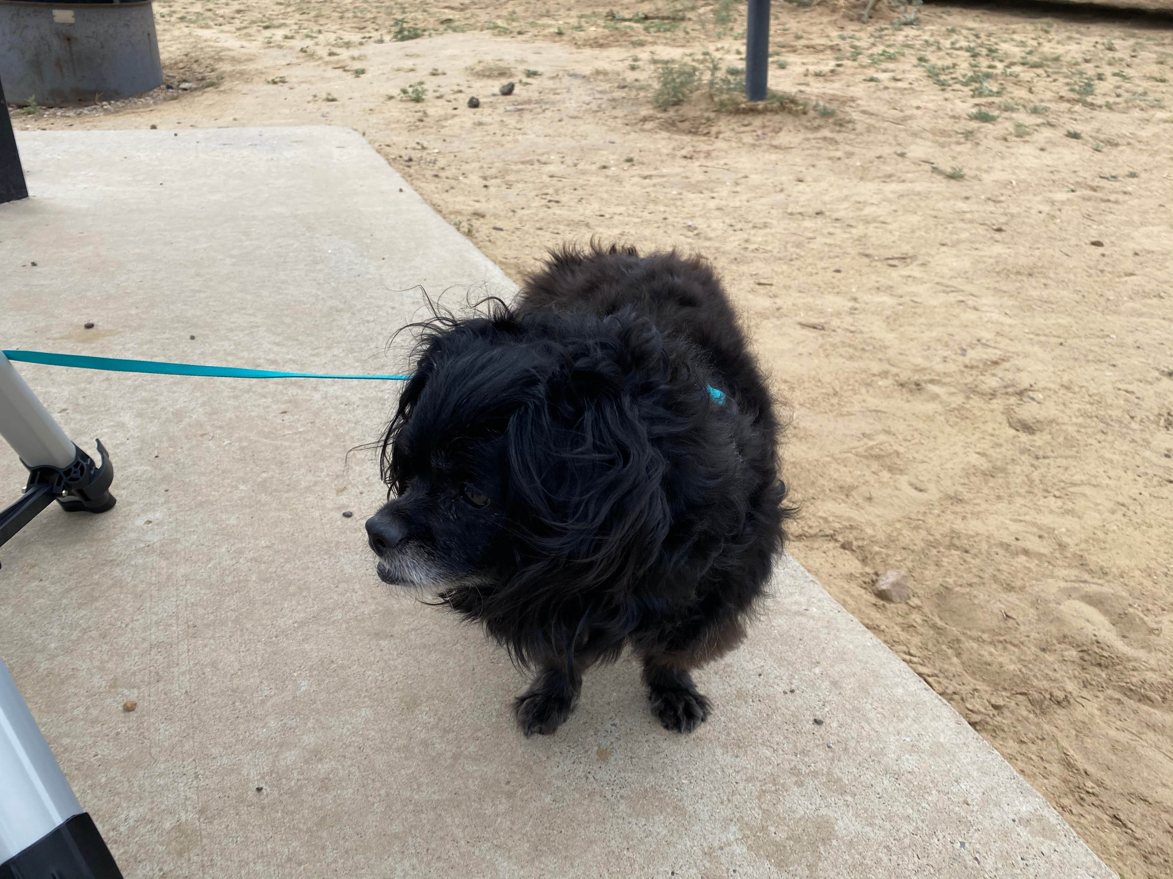 Cyndee F.'s photo of camping with pets at Joe Skeen Campground near Continental Divide, NM